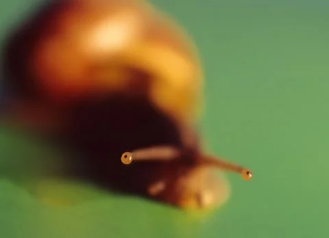 Snail Stock Photos
