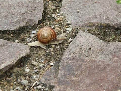 Snail Stock Photos