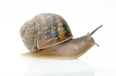 Snail Stock Photos
