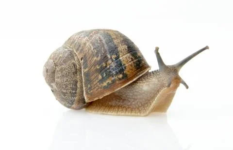 Snail Stock Photos