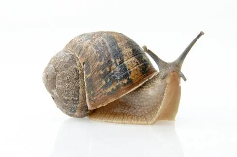 Snail Stock Photos