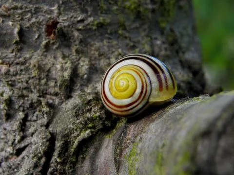 Snail 스톡 사진