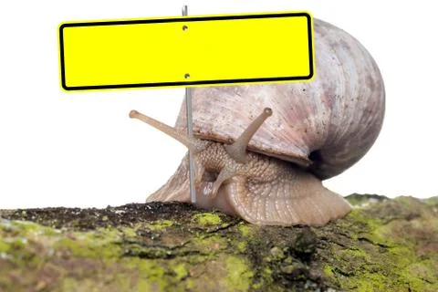 Snail Stock Photos