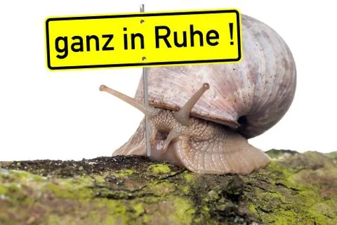 Snail Stock Photos