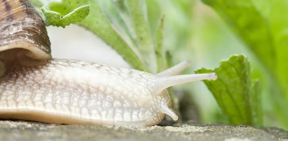 Snail Stock Photos