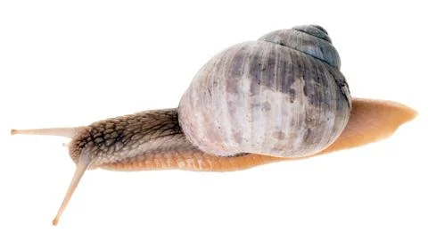 Snail Stock Photos