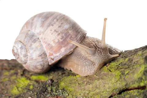 Snail Stock Photos