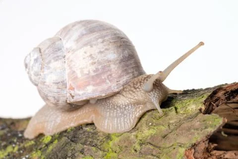 Snail Stock Photos