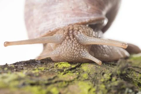 Snail Stock Photos