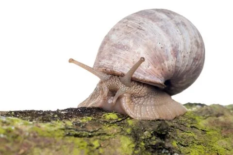 Snail Stock Photos