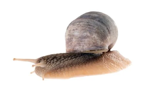Snail Foto stock