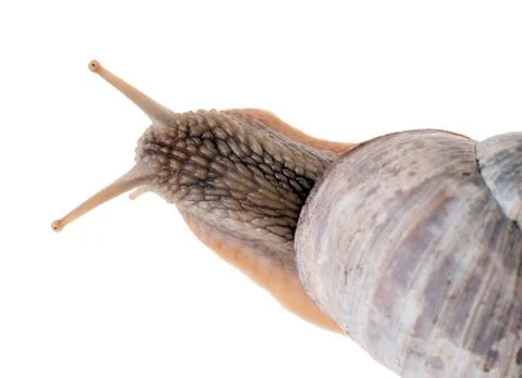 Snail Foto stock