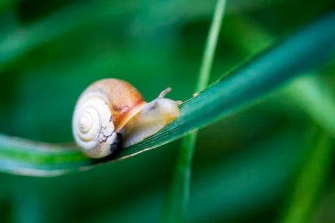 Snail Stock Photos