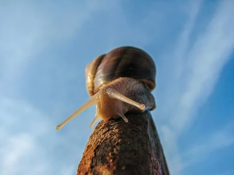 Snail 写真素材