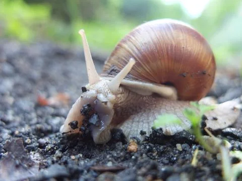 Snail. Stock Photos