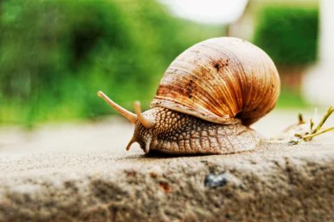 Snail Stock Photos