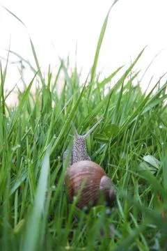 Snail Stock Photos