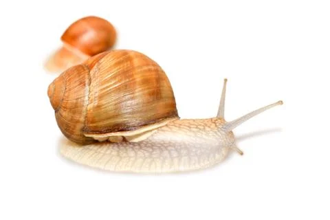Snail Stock Photos