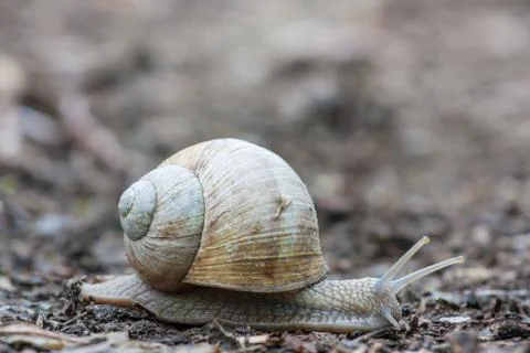 Snail Stock Photos