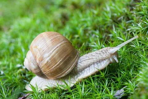 Snail Stock Photos