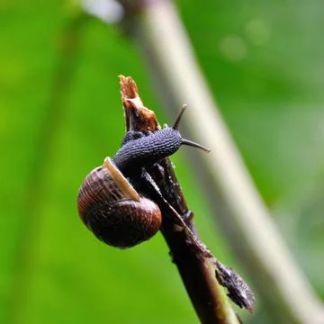Snail Stock Photos