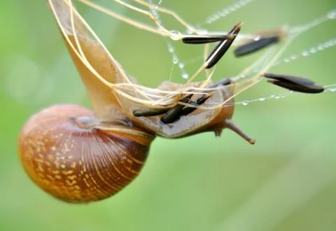 Snail Stock Photos
