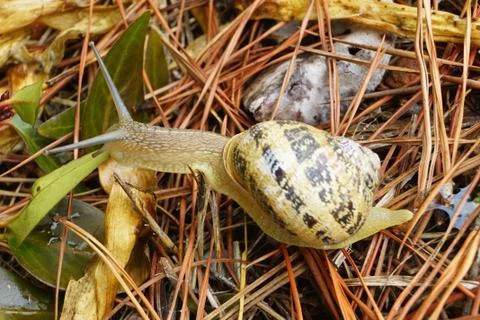 Snail Stock Photos