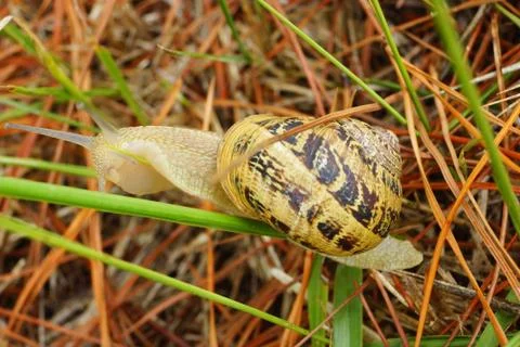 Snail Stock Photos
