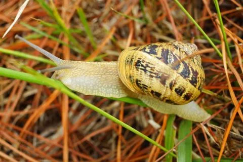Snail Foto stock