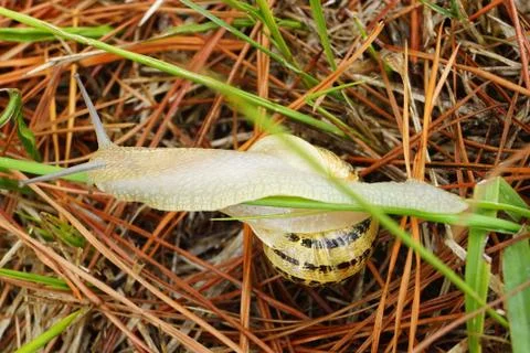 Snail Stock Photos