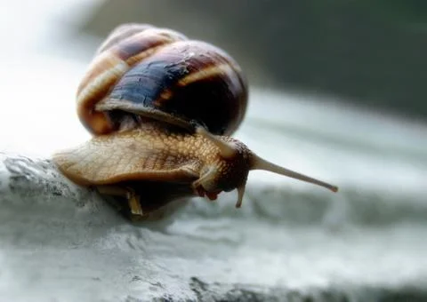 Snail  Stock Photos