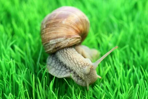 Snail Stock Photos