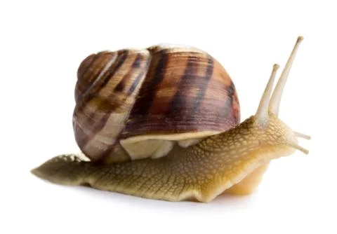 Snail Stock Photos