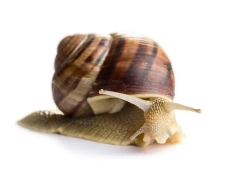 Snail Stock Photos
