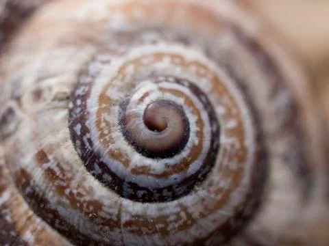 Snail 스톡 사진