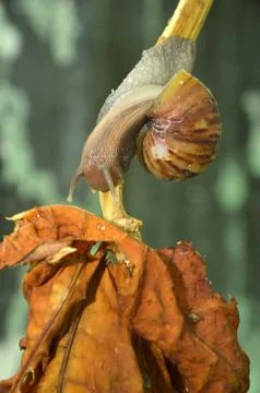 Snail Fotos Stock