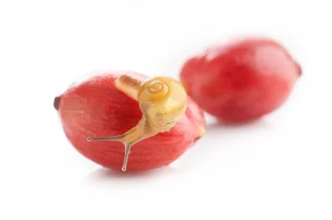 Snail Stock Photos
