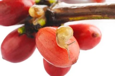 Snail Stock Photos