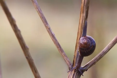 Snail Stock Photos