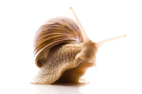 Snail Stock Photos