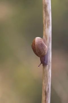 Snail Stock Photos