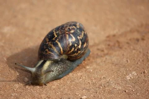 Snail Stockfoto's