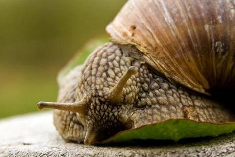 Snail Stock Photos
