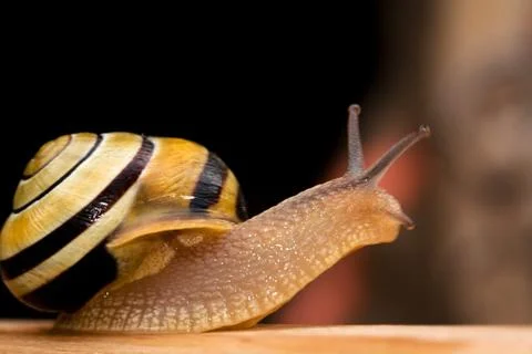Snail Stock Photos