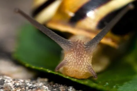Snail Stock Photos