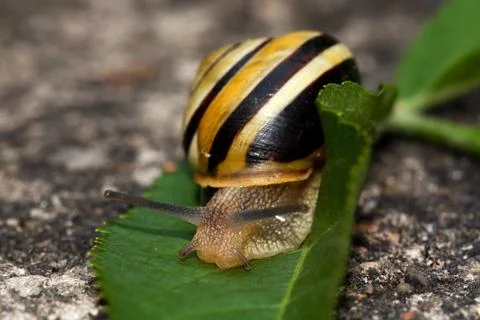 Snail Stock Photos