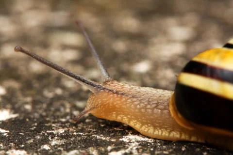 Snail Stock Photos