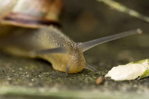 Snail Stock Photos