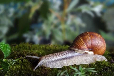Snail Stock Photos