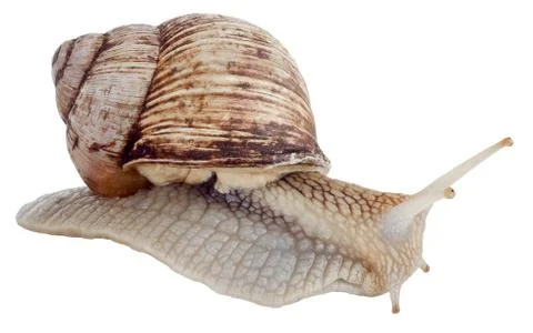 Snail Stock Photos
